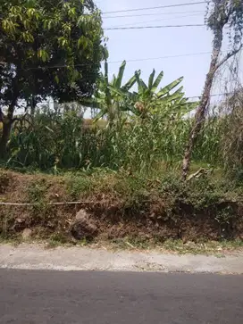 MURAH BANGET permeter hanya 550.000 BUTUH SEGERA JUAL