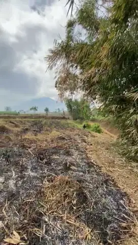 Tanah Kebun Ngenep Karang Ploso Malang