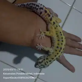 Leopard gecko boldstripe