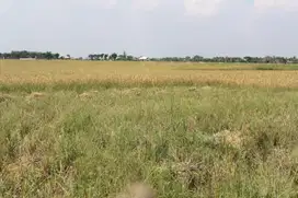 Dijual Tanah Luas di Desa Suka Asih Cikarang Kab, Bekasi