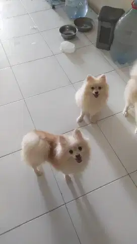 SUPER MINIPOM STAMBOM