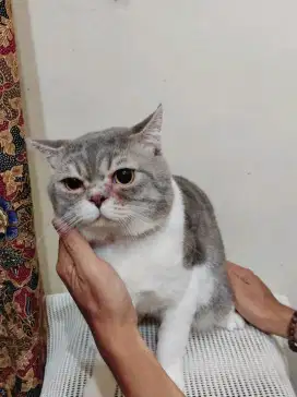 kucing bsh jantan