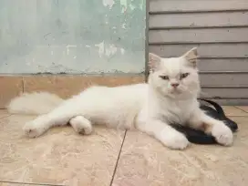 indukan kucing persia betina proven