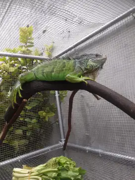 Iguana Green colombia