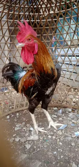AYAM PELUNG MUDA UMUR 8 BLN ( jali )