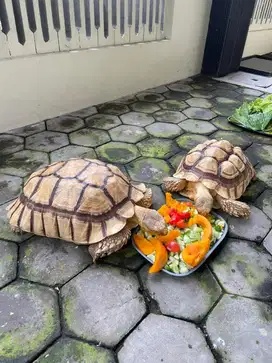 Sulcata Jantan 44cm Thin Line Kura Darat