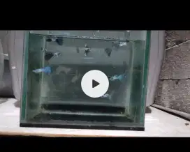 Ikan guppy mssbt blue