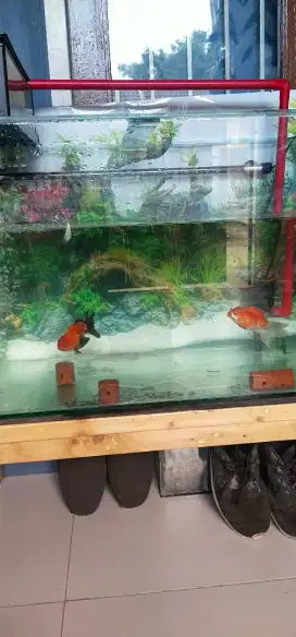 Ikan Cupang dan Konsumsi