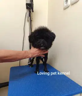 Jual Tiny Black Poodle Jantan