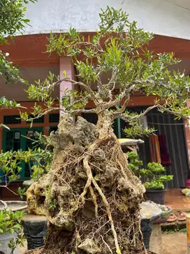 BONSAI BOXUS (Buxus sempervirens)