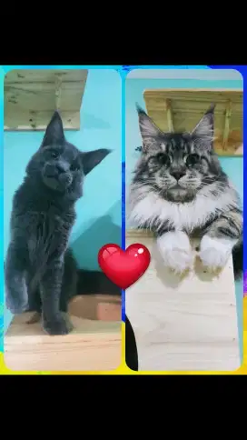 MAINECOON IMPORT