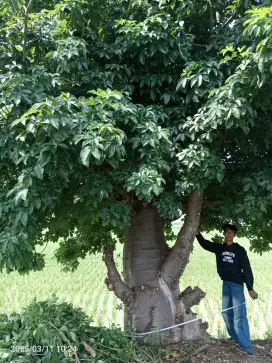 Pohon baobab/kaki gajah