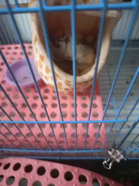 Sugar Glider Mozaik+ Kandang