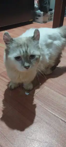 P4cak kucing munchkin kinkalow