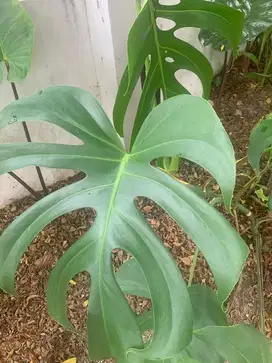 Monstera deliciosa
