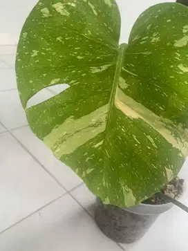 Monthai (Monstera Thai Constellation