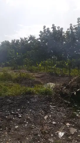 Tanah Jangli Burangrang Dekat Tembalang Undip