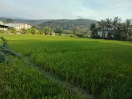 Tanah pertanian jl Lkr.AMD Purwodadi pasuruan
