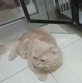 BSH mix Longhair Lepas Adopsi+Bonus