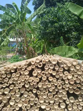 Jual bambu steger