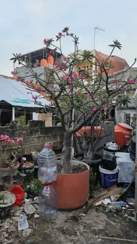 jual kamboja kembang pink adenium black somalen
