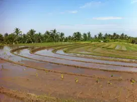 BUC DiJUAL Cepat !

Tanah datar di Tabanan view sawah.
