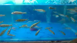 Ikan basss 5-7cm lincah rakus