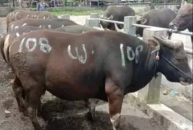 sapi bali 300kilo siap sapi kurban 2025 jamin manteb murah meriah puas