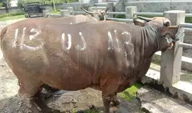 sapi bali 300kilo siap hewan kurban terbaik 2025 ok rawatan kandang