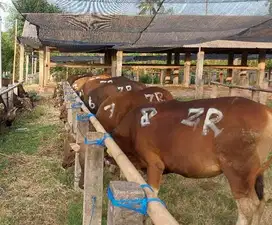 sapi bali 300kilan siap hewan kurban terbaik 2025 ok jamin manteb puas