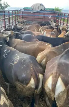 sapi bali 300kilo siap sapi kurban terbaik 2025 top murah meriah puas