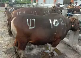 sapi bali 300kilo siap sapi kurban terbaik 2025 top murah meriah puas