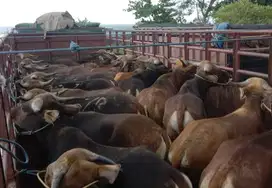 ready sapi bali 300kilo siap kurban 2025 rawatan kandang jamin puas ok