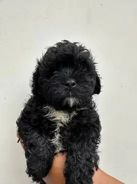 DIJUAL CEPAT MALTIPOO PUPPY MALTESE POODLE DOG