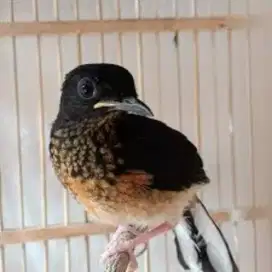 Burung murai trotol