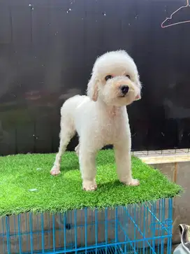 Anjing poodle betina warna apricot