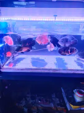 Ikan oscar size besar.