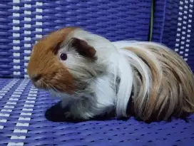 Marmut hias / guinea pig