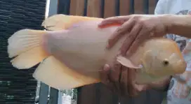 Induk ikan gurame padang