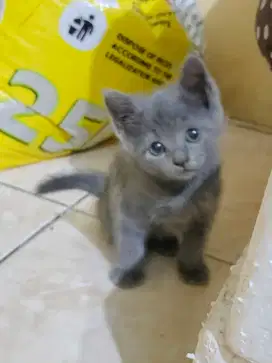 Kucing BSH British Shorthair Kitten Pure