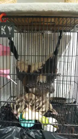sugar glider Joey classic