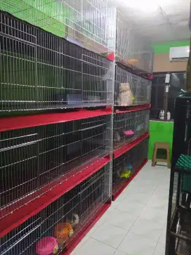 Penitipan khusus Kucing Wilayah Jakarta Barat bisa antar jemput
