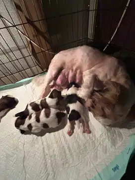 Shihtzu shitzu pure betina jantan
