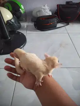 Jual cepet sugar glider leuceustic HET Cream