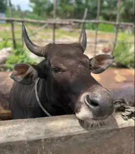 sapi bali 300kilo siap sapi kurban terbaik 2025 puas rawatan kandang