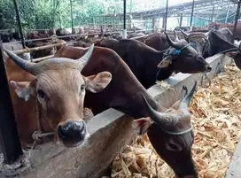 sapi bali 300kilo siap hewan kurban terbaik 2025 top rawatan jamin top