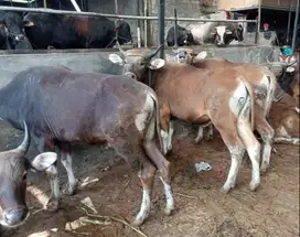 tabungan qurban 1.8jt/bln 12x sapi bali 300kilo siap sapi kurban 2025