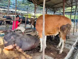 sapi bali 300kilo siap sapi kurban terbaik 2025