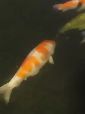 Ikan koi jumbo 60cm