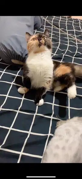 Munchkin betina pesek